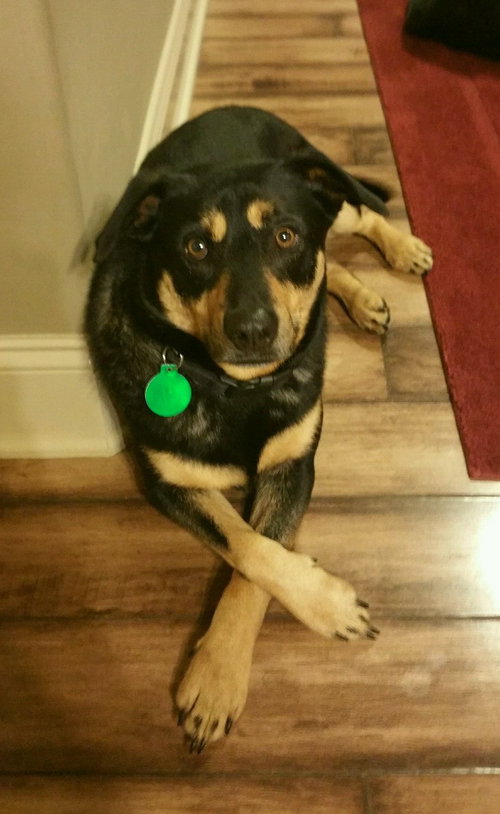 Bear