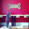 Chance the cat