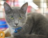 Chance the cat