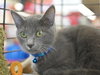 Chance the cat