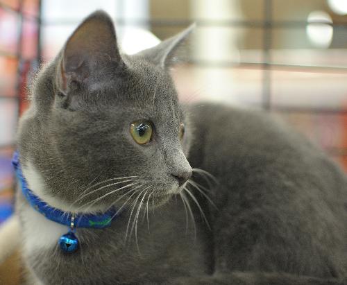 Chance the cat