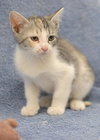 Harper