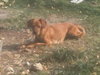 Lola
