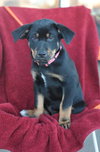 Pippa