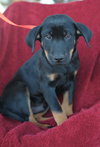 Baylor