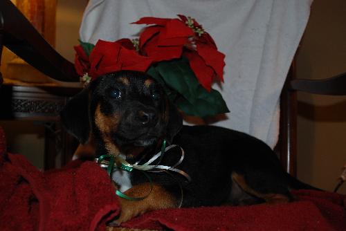 Mistletoe