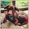 BearLee