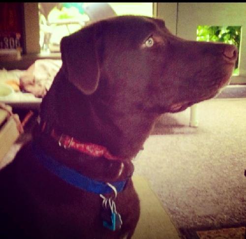 BearLee