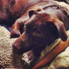 BearLee