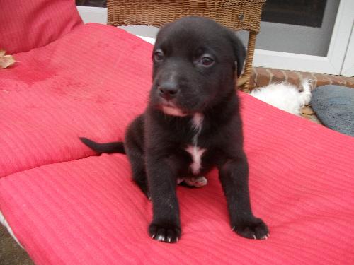 Samson