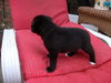 Samson