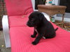 Samson