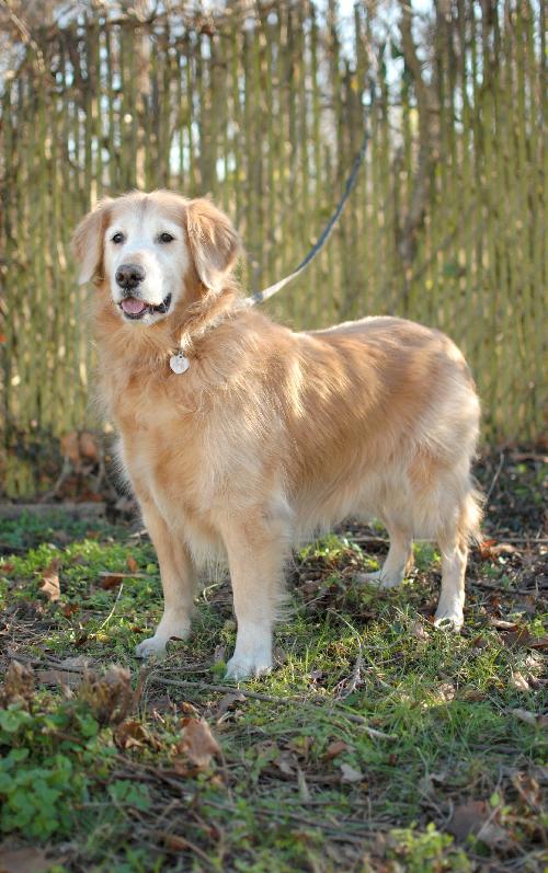 Trey