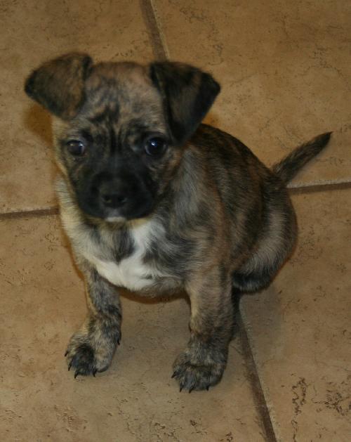 Stella