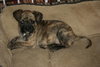 Stella