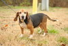 Daisy Mae