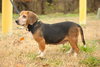 Daisy Mae