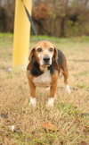Daisy Mae