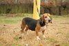 Daisy Mae