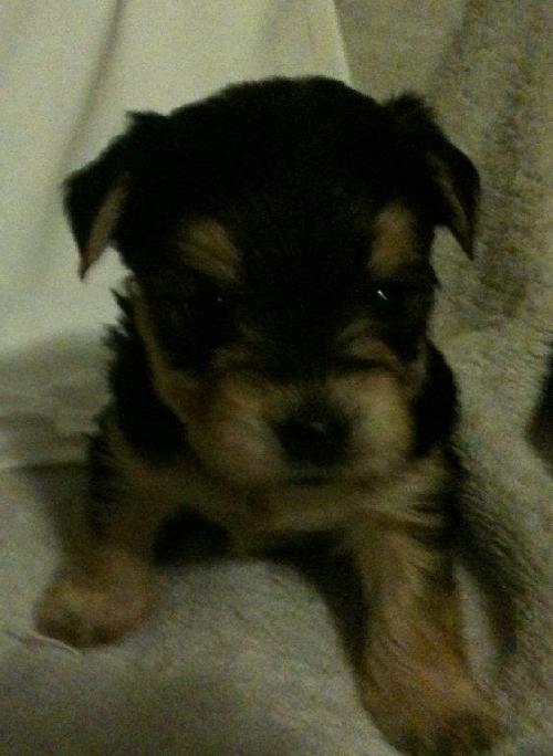 Alvin