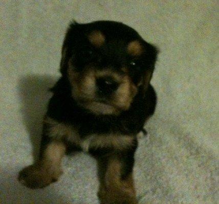 Theodore