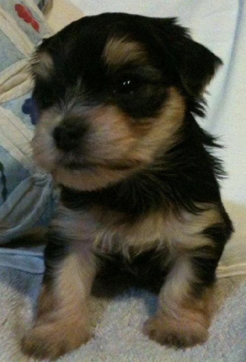 Maddie
