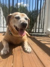 Henry (Forever Foster)
