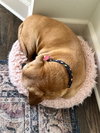 Henry (Forever Foster)