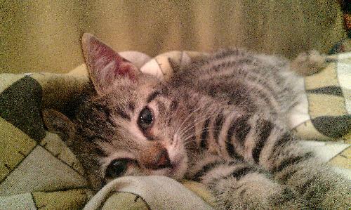 Littlest