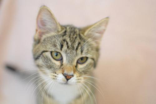Little Miss Purrfect