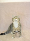 Little Miss Purrfect
