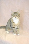 Little Miss Purrfect