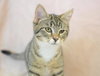 Little Miss Purrfect