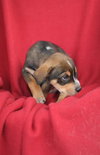 Romeo