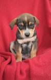 Romeo