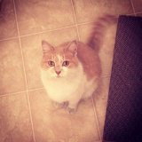 Phoebe
