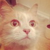 Phoebe