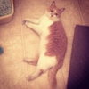 Phoebe