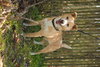 Charlie
