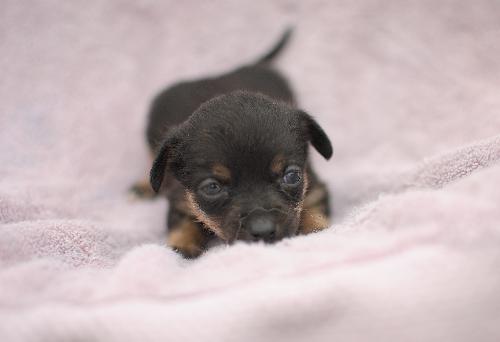 Biscuit