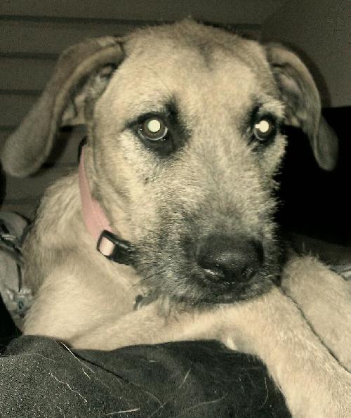 Lola