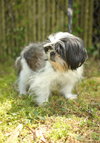 Maggie