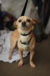 Pedro
