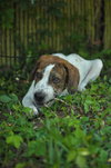 Buster