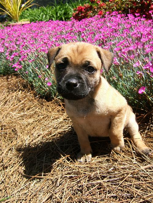 Lilly
