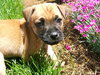 Lilly