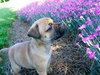 Lilly
