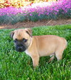 Lilly