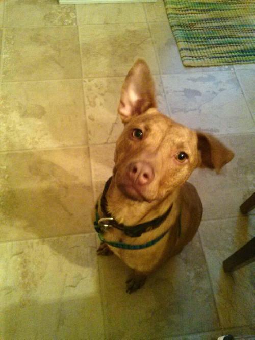 Tyson