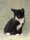 Tuxie
